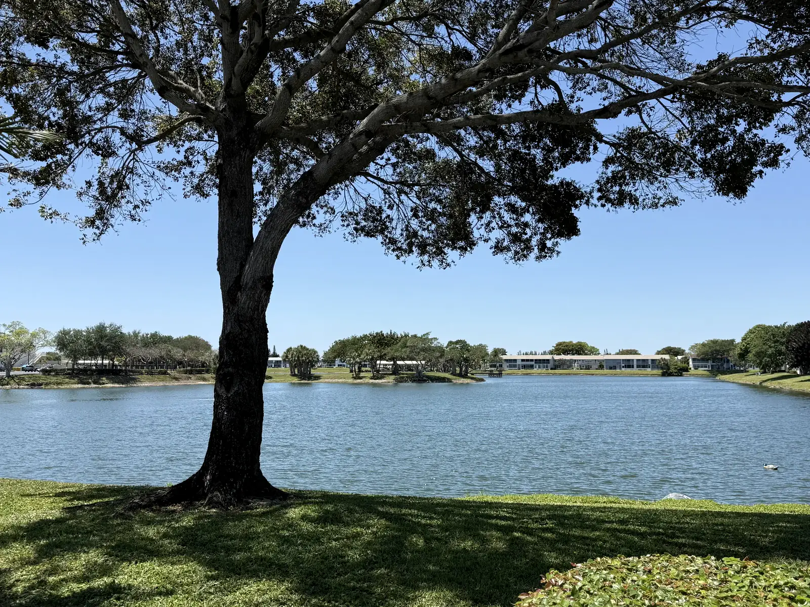 Century Village lake and tree-lined community grounds